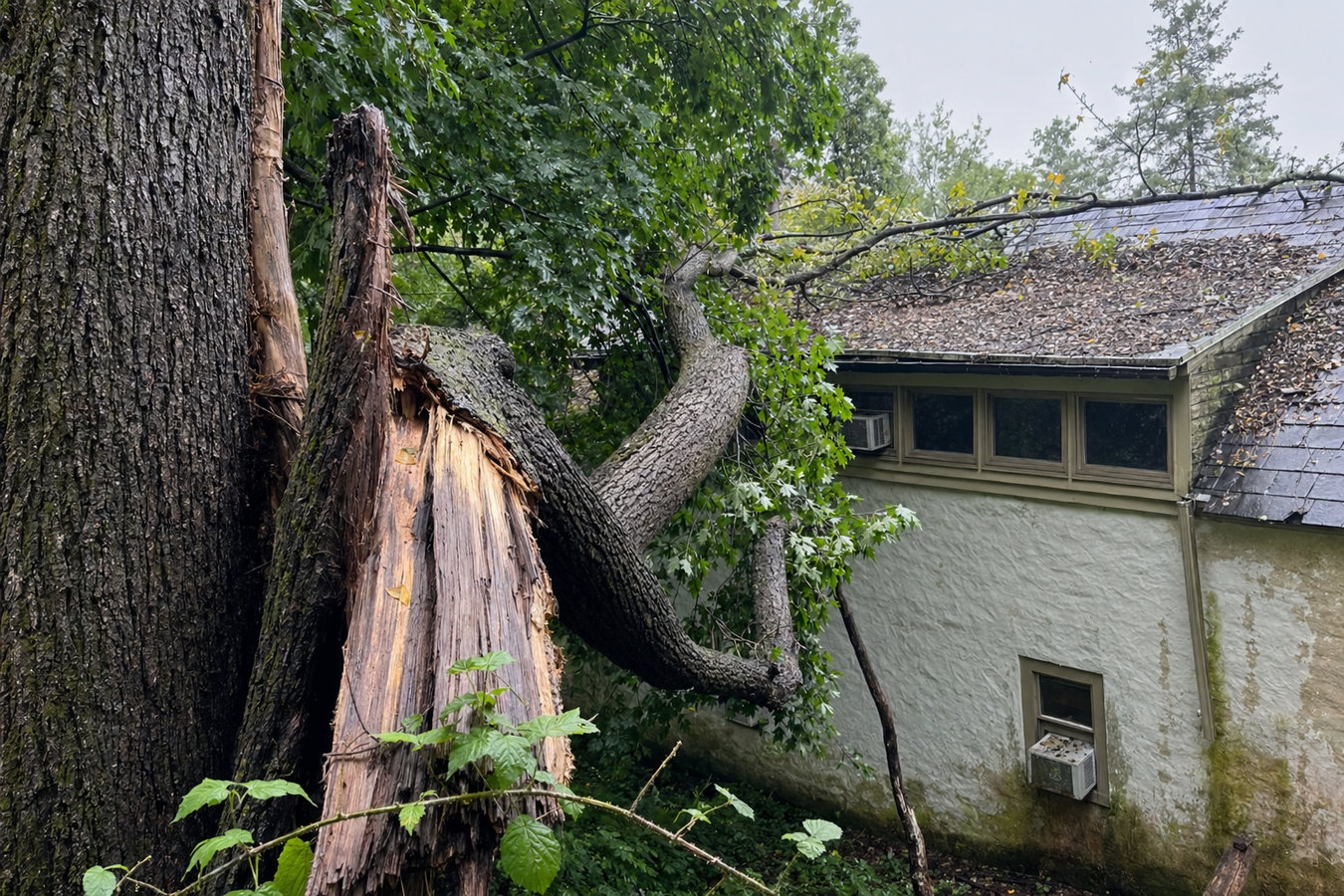 Emergency tree service in Wildomar, CA