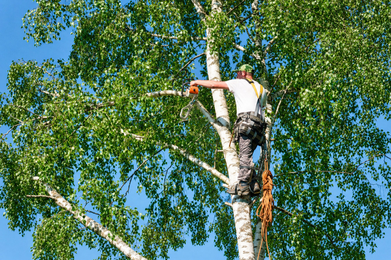 Tree trimming in Wildomar, CA